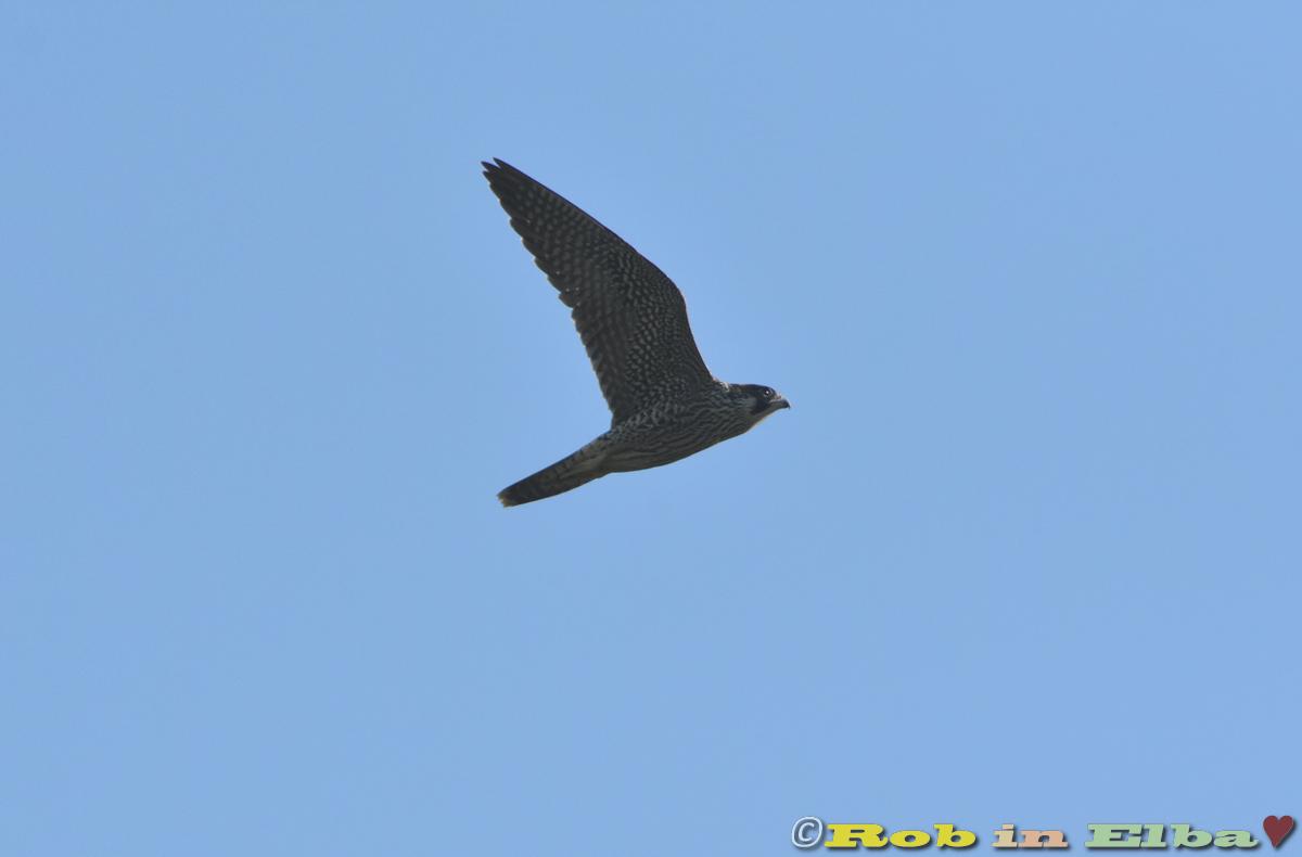 Falco pellegrino Mola (1)