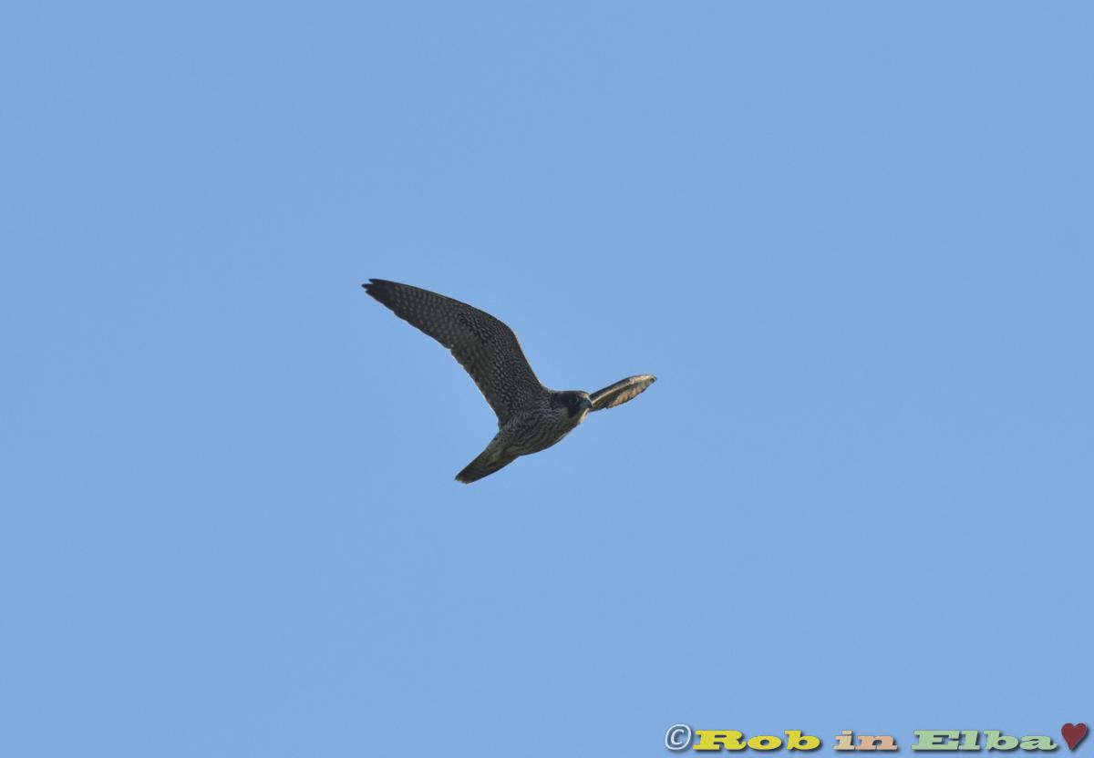 Falco pellegrino Mola 2