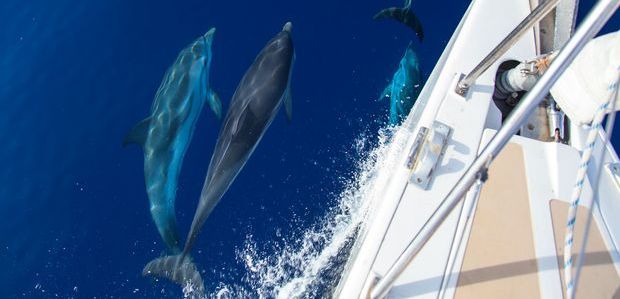 delfini corsica  620 cope