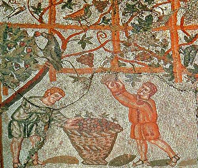 Vendanges romaines à Cherchell