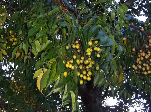 Melia Azedarach frutti