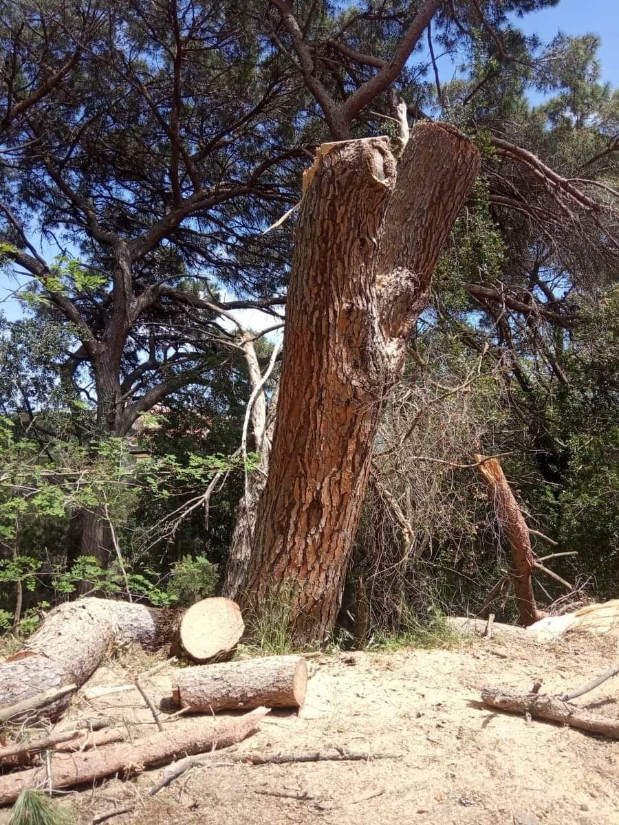 pino secolare abbattuto san piero 2