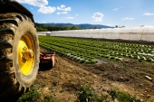 Covid, imprese agricole: scadono il 30 giugno termini per ottenere garanzie per liquidità