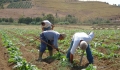 Covid 19, garanzia gratuita agli agricoltori in Toscana che chiedono liquidità