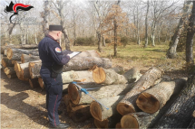 Controlli dei Carabinieri forestali sui tagli boschivi, deferito titolare di un’impresa elbana per taglio non conforme alla normativa