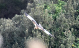 A Mola è arrivato sua maestà il Falco di palude - La presenza di avifauna sempre più rara evidenzia la rinascita della zona umida elbana