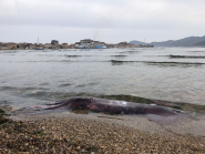 Videonotizia: calamaro gigante spiaggiato a San Giovanni? E&#039;  un &quot;totano volatore&quot;