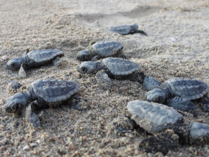 Elba capitale delle tartarughe marine. Convegno nazionale TurtleNest e corso di formazione per volontari