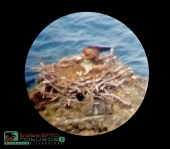 Il nido dei falchi pescatori testimonia come isole e mare tutelati possano essere una grande risorsa