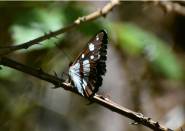 Festa della Farfalle: un altro successo a Monte Perone