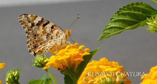 Una farfalla con le ali bagnate - La riflessione di una studentessa sul tema del femminicidio