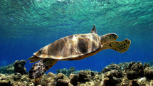 ARPAT all&#039;isola d&#039;Elba per parlare di biodiversità marina e tartarughe
