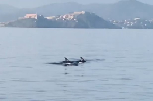 Delfini nel golfo di Portoferraio - il video