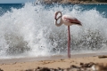 Videonotizia: un altro fenicottero rosa sulla spiaggia di Procchio