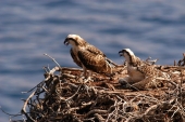 Il Falco pescatore nidifica a Capraia e nell’Arcipelago Toscano dopo 90 anni