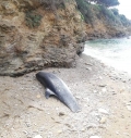 Delfino spiaggiato (con la coda tagliata) a Peducelli, nel capoliverese
