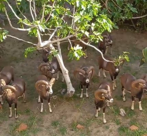 Videonotizia: mufloni in giardino a Marciana Marina