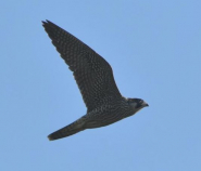 Fotonotizia: Falco pellegrino in volo su Mola