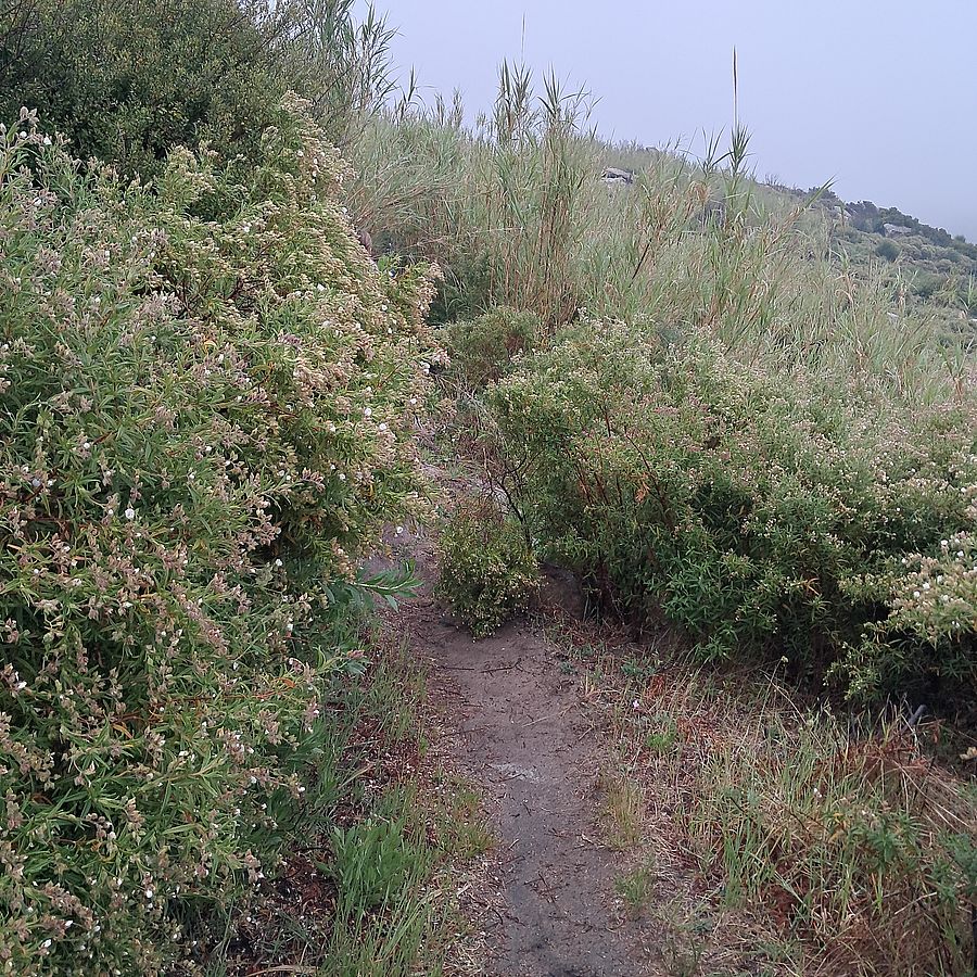 ELBA sentiero 195 prima
