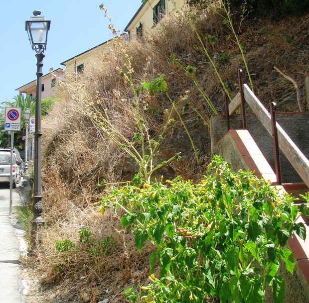 Erbacce porto azzurro ter