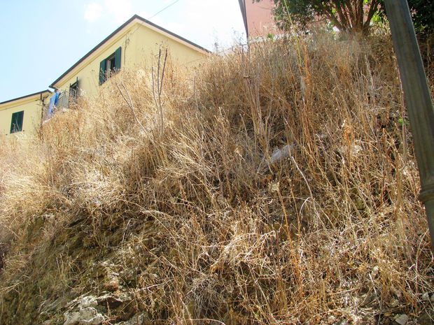 erbacce porto azzurro bis