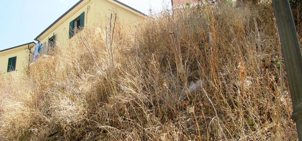 erbacce porto azzurro cop