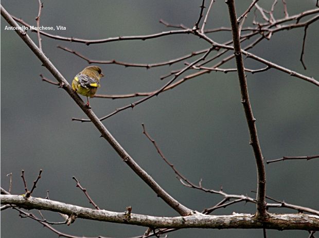 1 Antonello Marchese