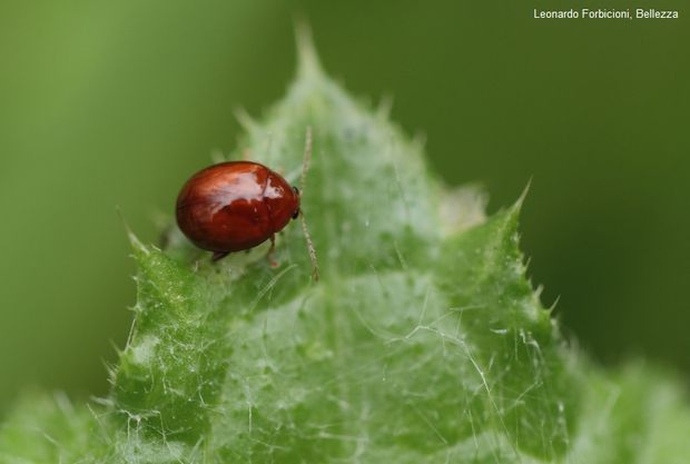 3 Leonardo Forbicioni