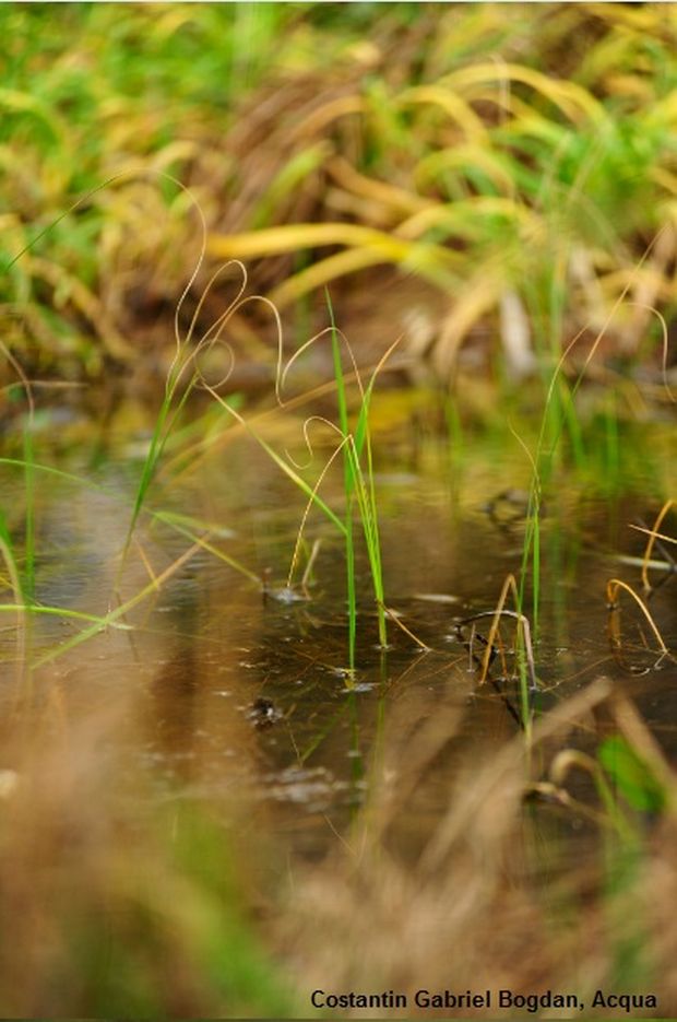 5 Costantin Gabriel Bogdan Acqua