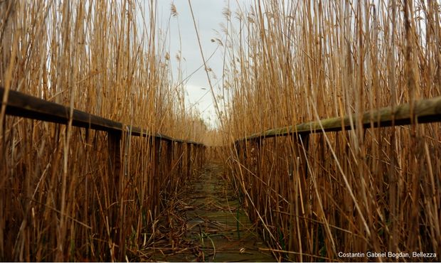 6 Costantin Gabriel Bogdan Bellezza