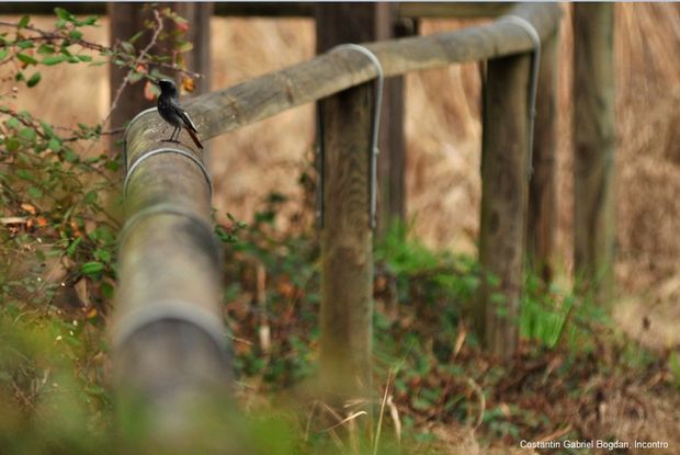 7 Costantin Gabriel Bogdan incontro