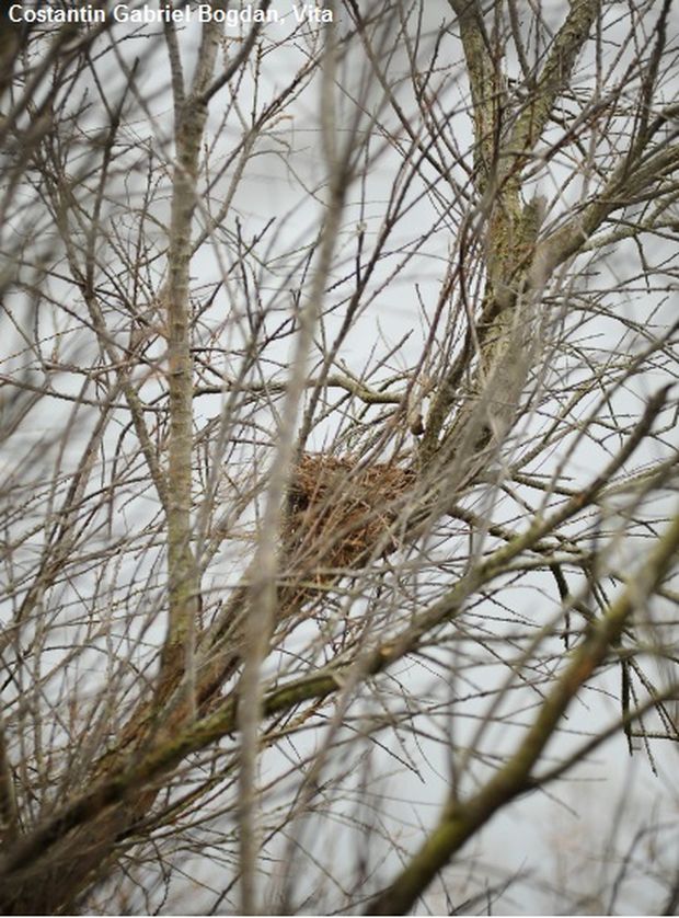 8 Costantin Gabriel Bogdan Vita