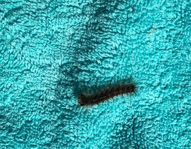 seccione bruchi in spiaggia  3