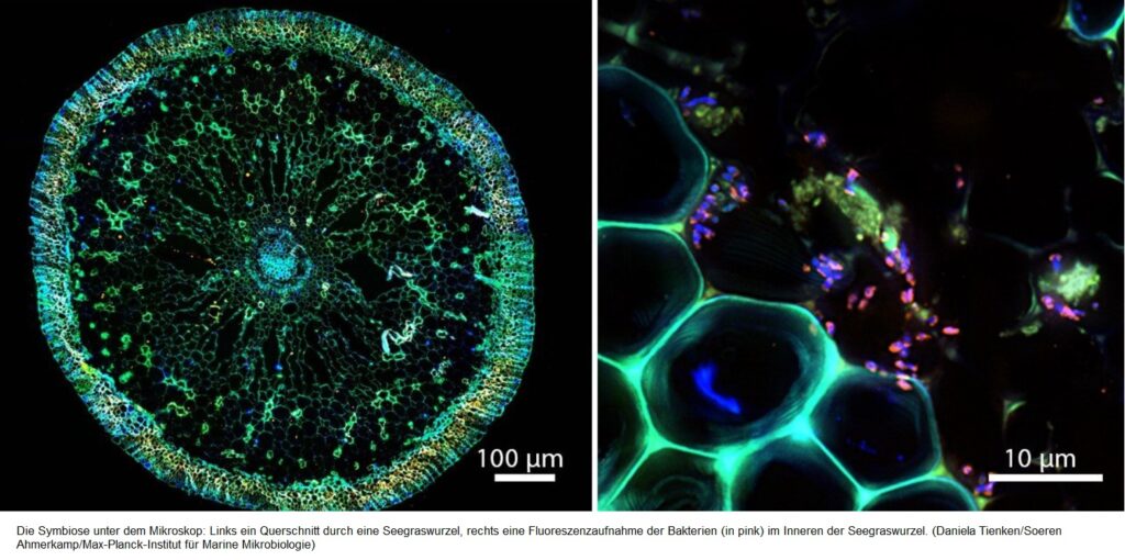 Posidonia Fetovaia 3 1024x510