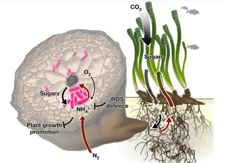 Posidonia Fetovaia Nature tris