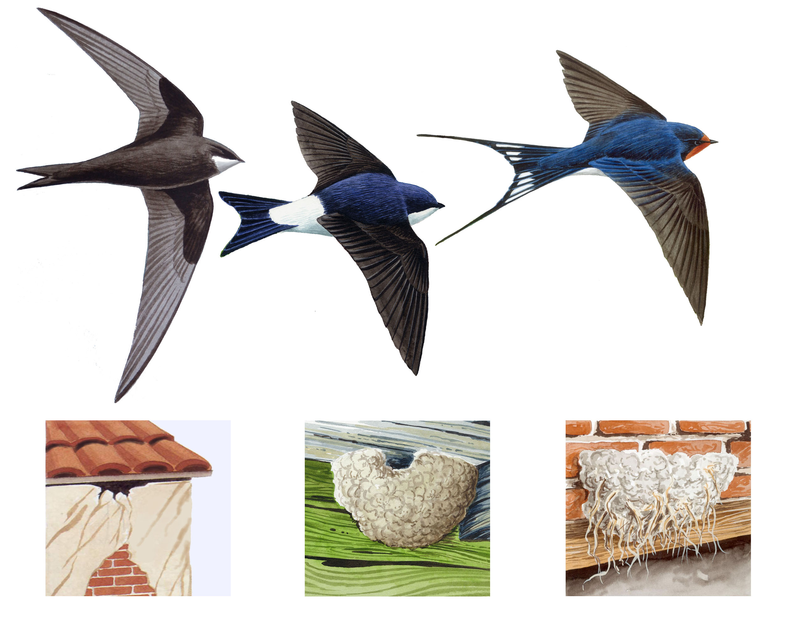 Rondoni depliant tre specie