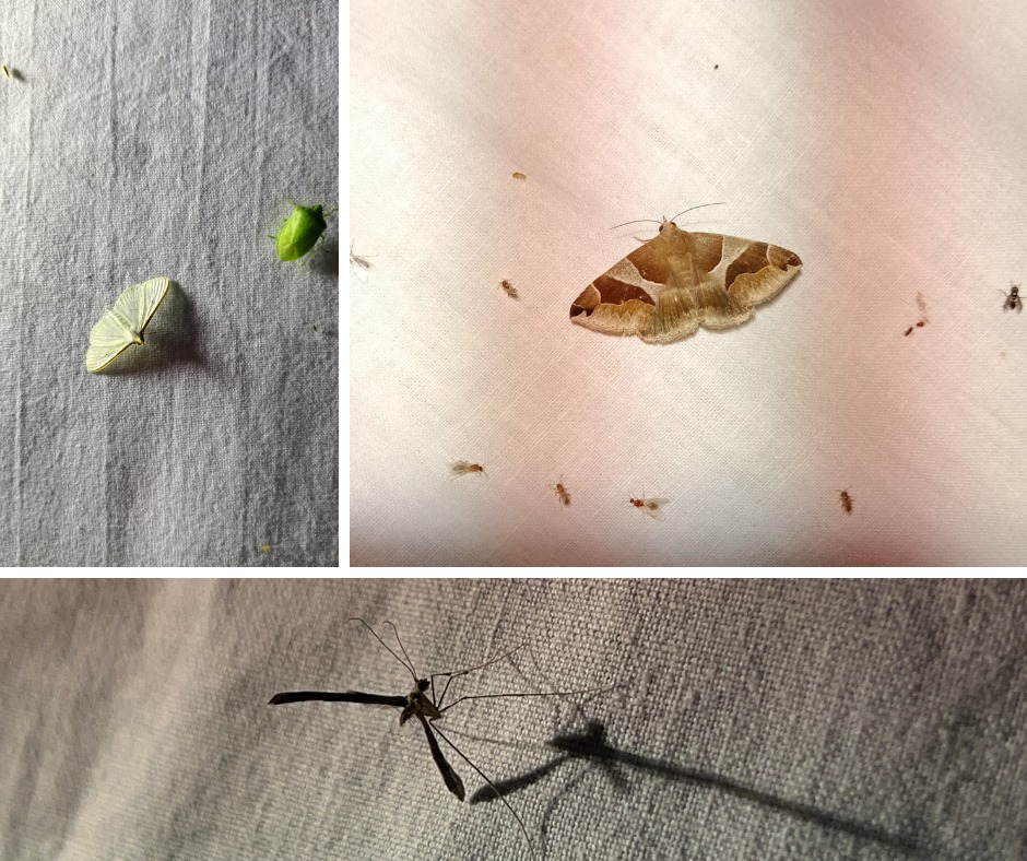 Notte di farfalle e di stelle al Forte Inglese (1)