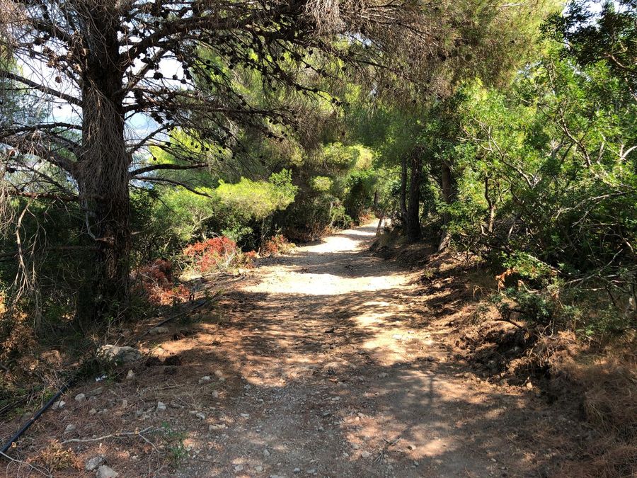 Strada Oleandri   Capo Poro 3