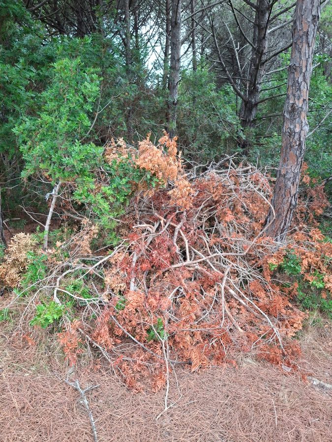 Strada Oleandri   Capo Poro 5