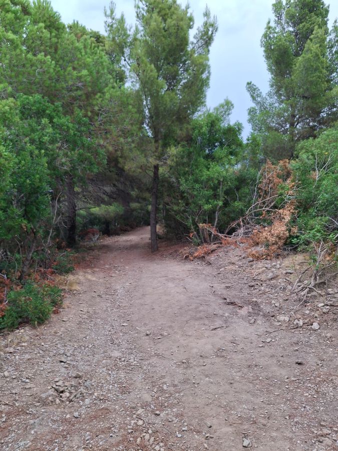 Strada Oleandri   Capo Poro 6