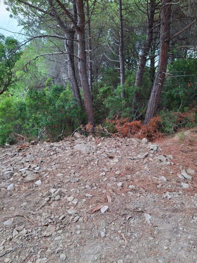 Strada Oleandri   Capo Poro 7