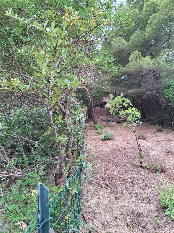 Strada Oleandri   Capo Poro 8