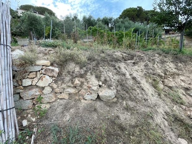 cinghiali brunello 2