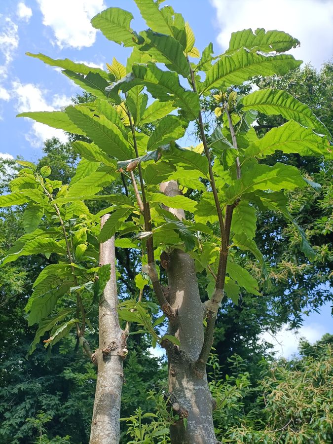 foto Castagneti Marciana 2