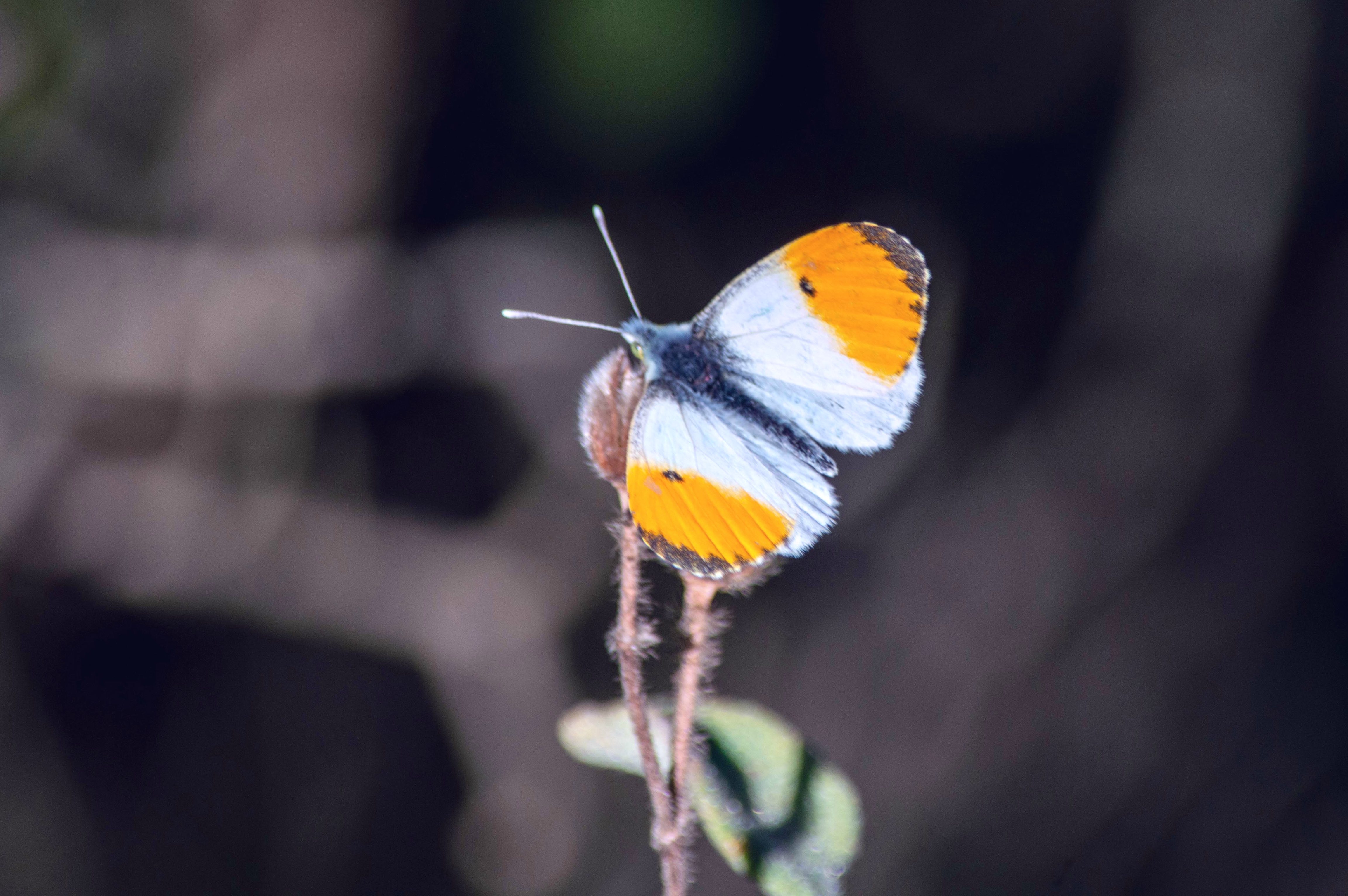 DSC 7489aurora3aurora4