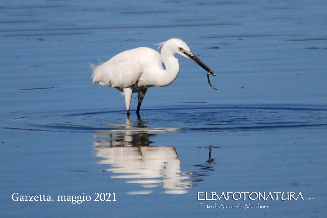 02 Garzetta foto Marchese 2021