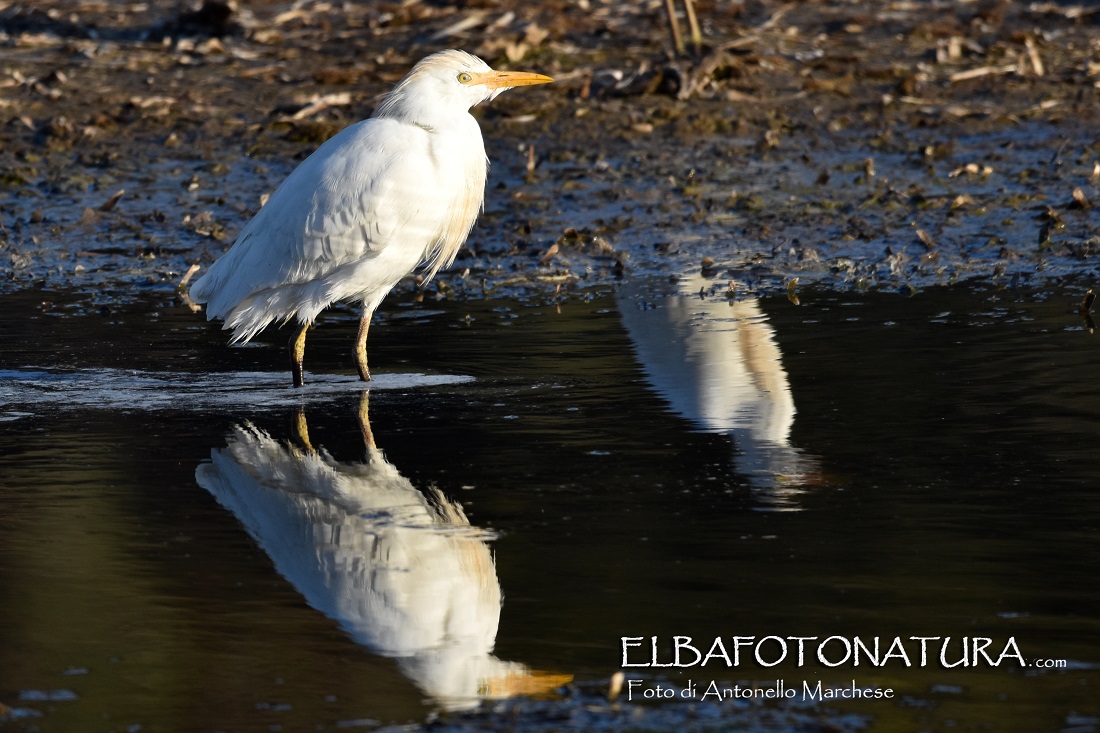 Airone guardabuoi Mola marzo 2022 foto Marchese
