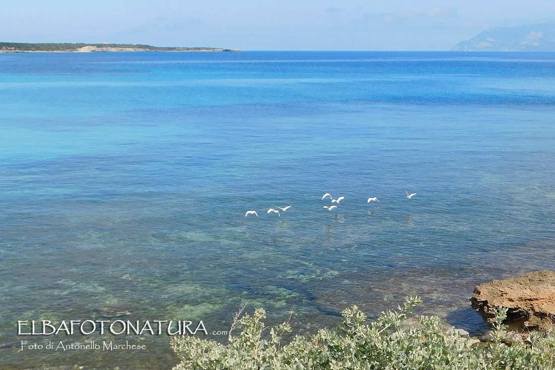 Aironi Guardabuoi Pianosa foto Marchese (2)