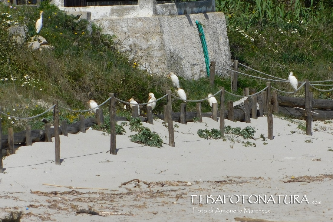 Aironi Guardabuoi Pianosa foto Marchese (3)