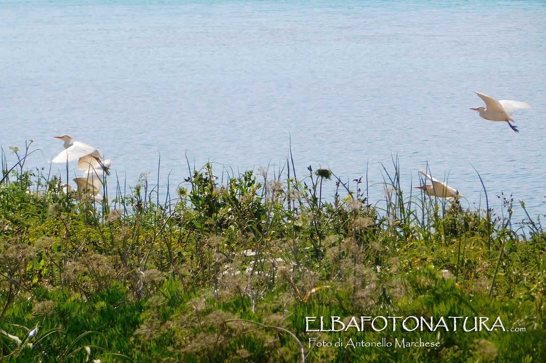 Aironi Guardabuoi Pianosa foto Marchese (5)